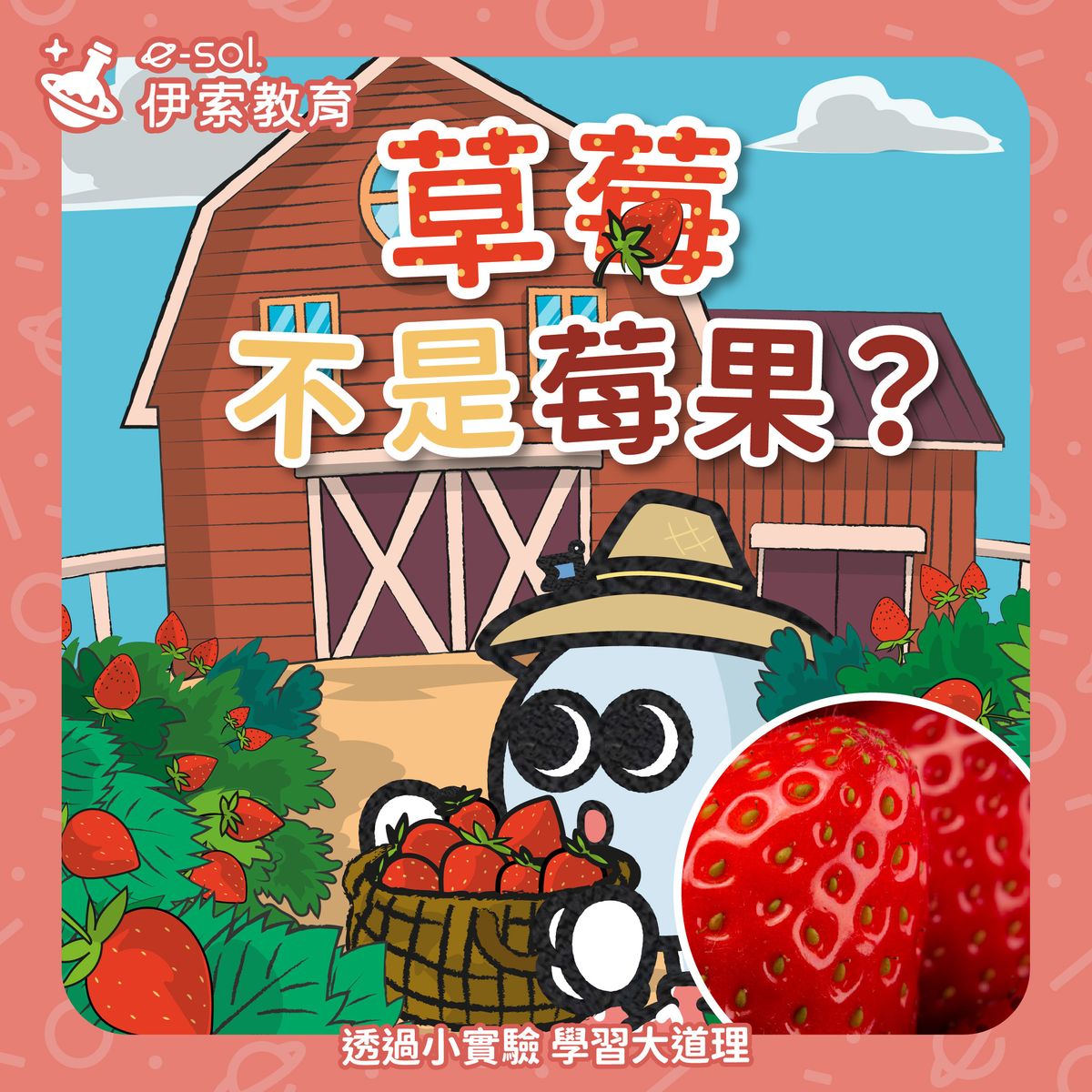 【 草莓其實「不是」莓果？🍓 】