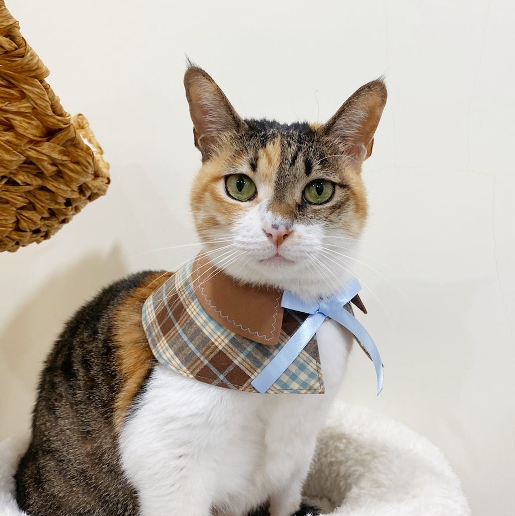 截圖 2025-07-19 下午8.11.31