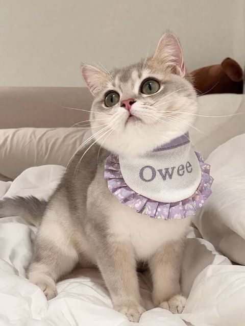 image_E3687147-7A9C-42CF-B02E-3EC62BD3DEC6_1758531087