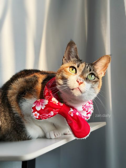 image_AB5A725B-9069-411D-8396-0232F4252F2B_1769161812