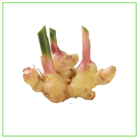 HALIA MUDA_WHITE GINGER