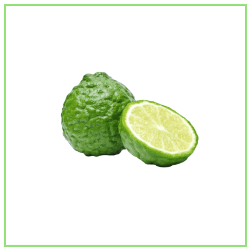 LIMAU PURUT_KAFFIR LIME 