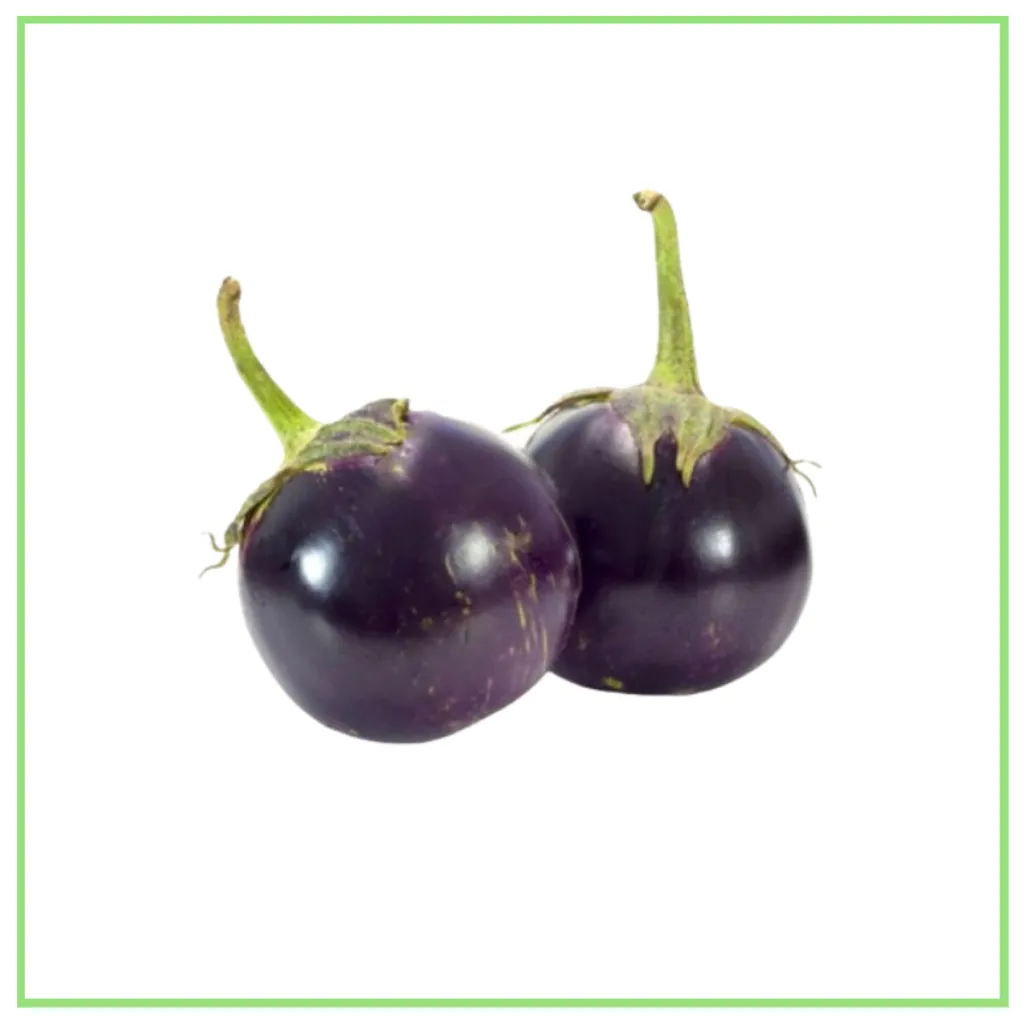 TERUNG BULAT
