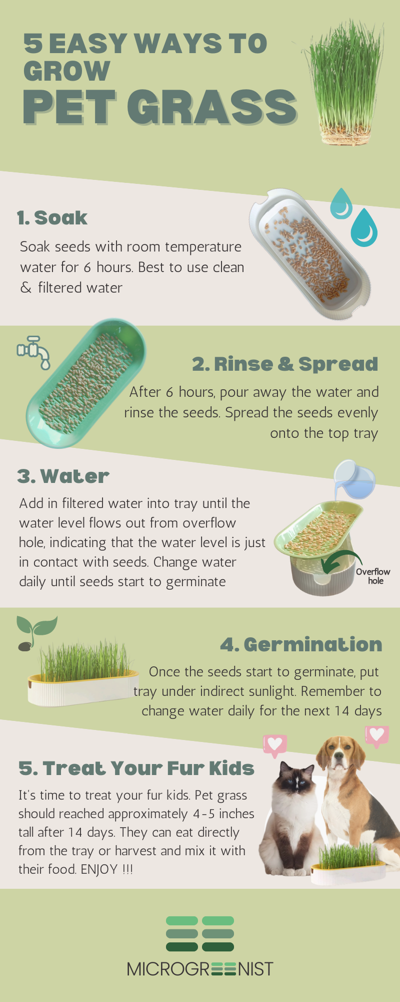 Pet Grass Growing Guide Microgreenist Malaysia