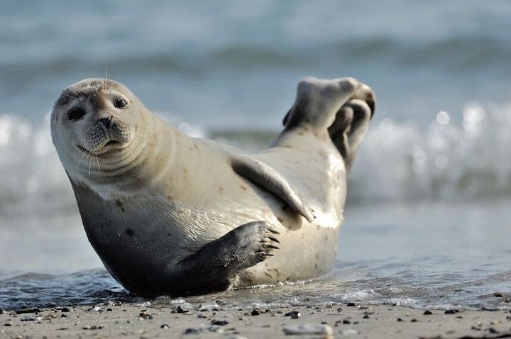 Sealstock