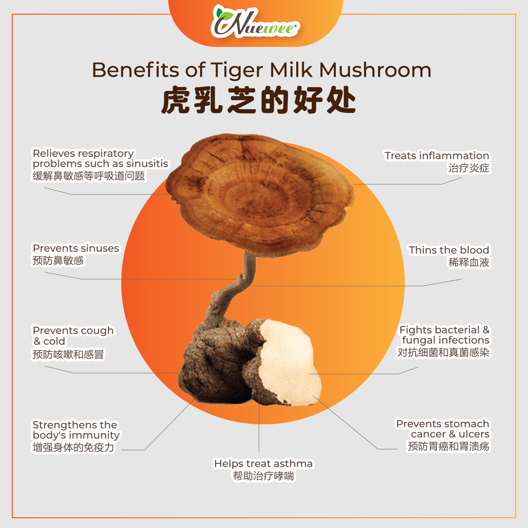 Benefits-of--Tiger-Milk-Mushroom