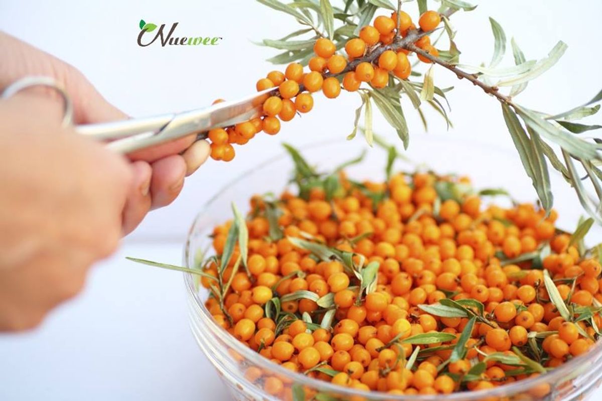 沙棘(sea buckthorn) 知多少