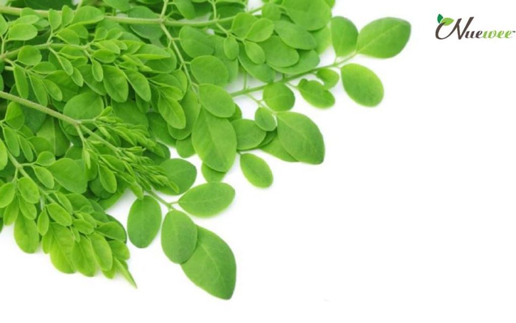 辣木 (Moringa) 知多少