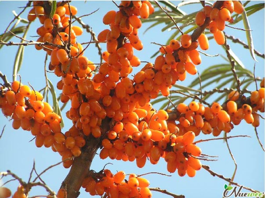 沙棘 (Sea Buckthorn) 是什么？