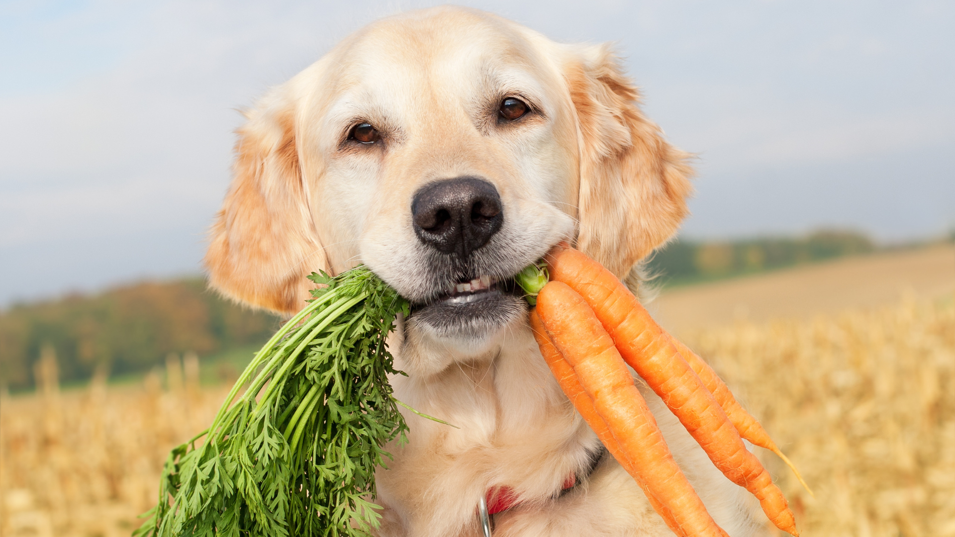 狗狗可以吃的蔬菜有哪些?