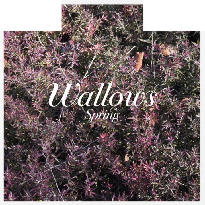 Wallows- Spring（綠粉彩膠｜黑膠唱片 LP / CD） 內頁 1