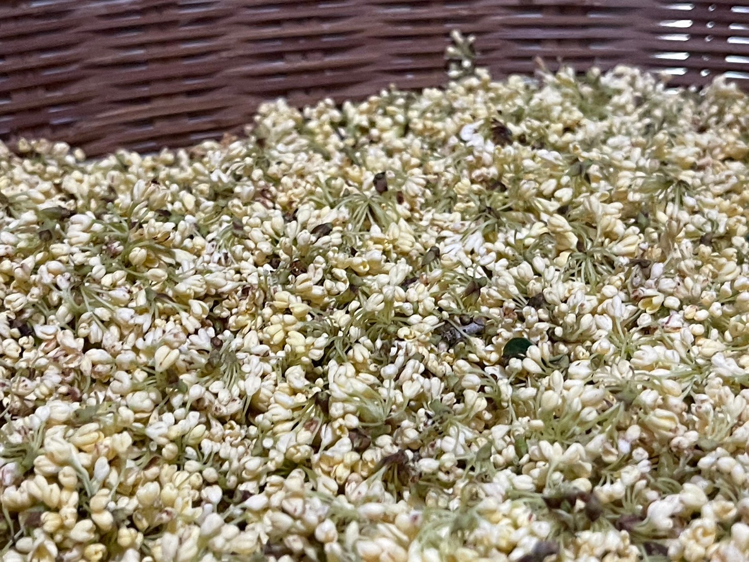 茶香交織的藝術:什麼是窨製茶?花香茶正在流行