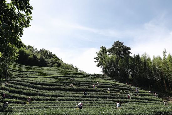 自有茶園茶廠 | 尋茶帖