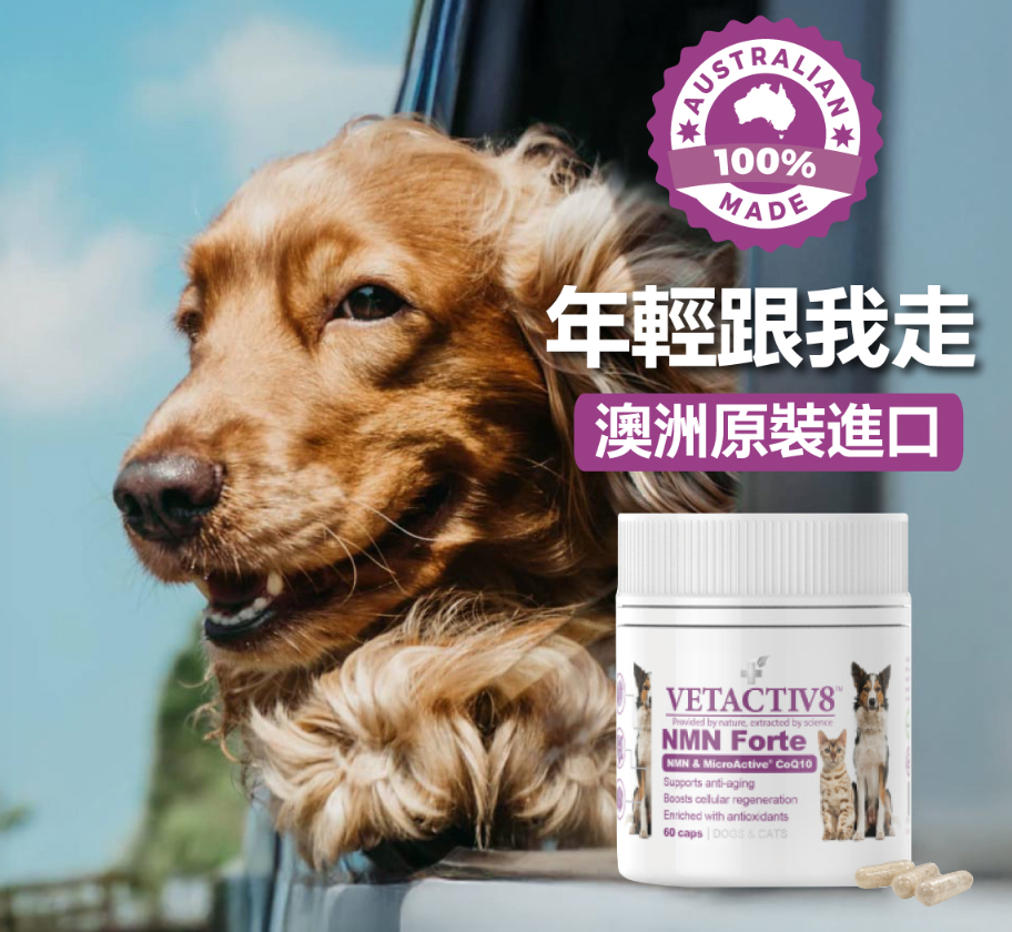 NMN 健康不老 年輕膠囊60顆-2