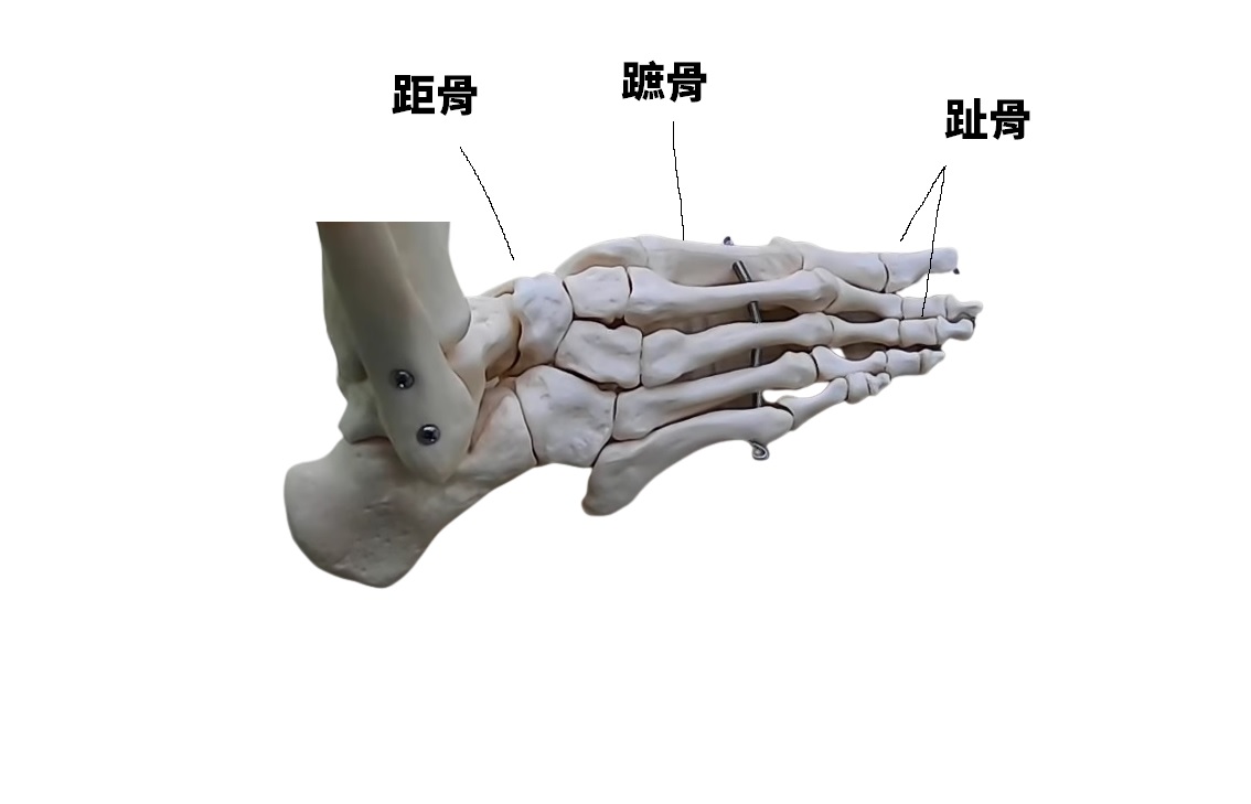腳部骨骼圖1