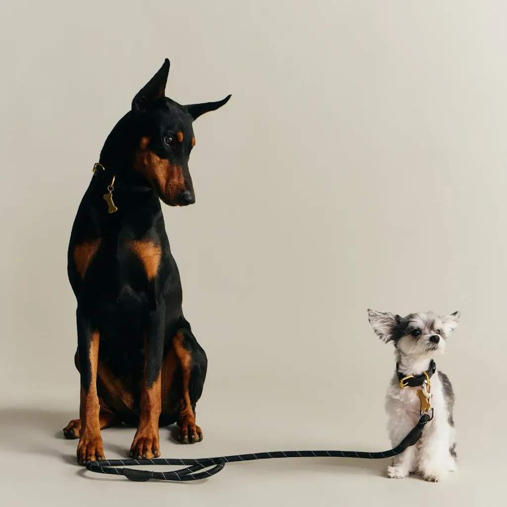 image_BBAC0985-9629-4D9D-A6D3-AED9FA0FF7CB_1777199718