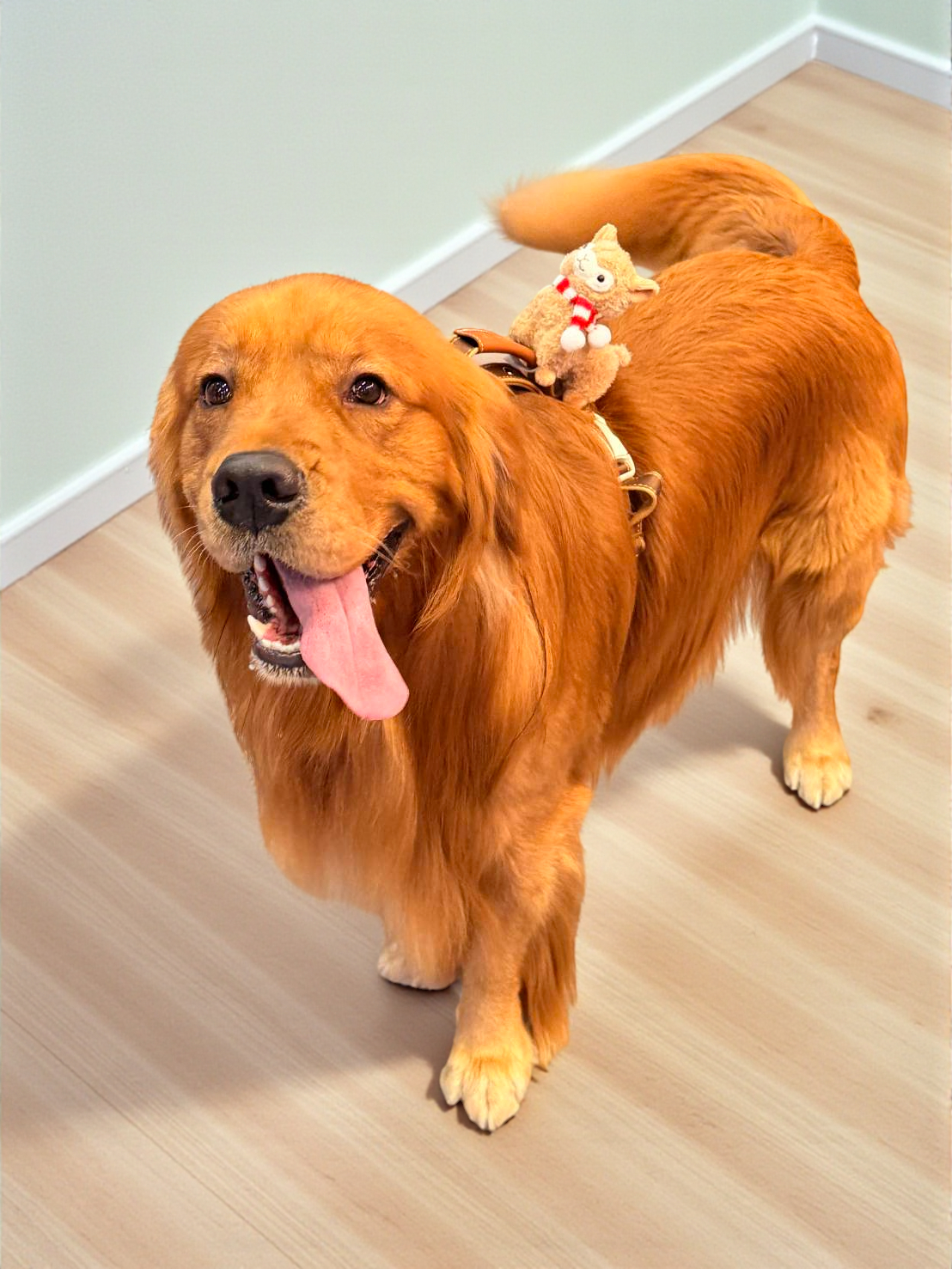 羊駝坐騎-Photoroom