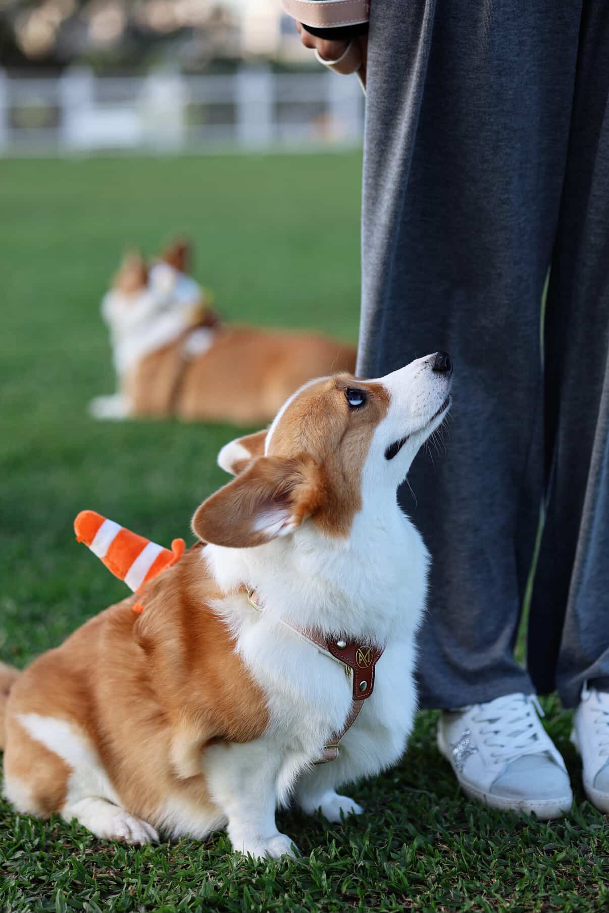 雙糖Yharness 三角錐
