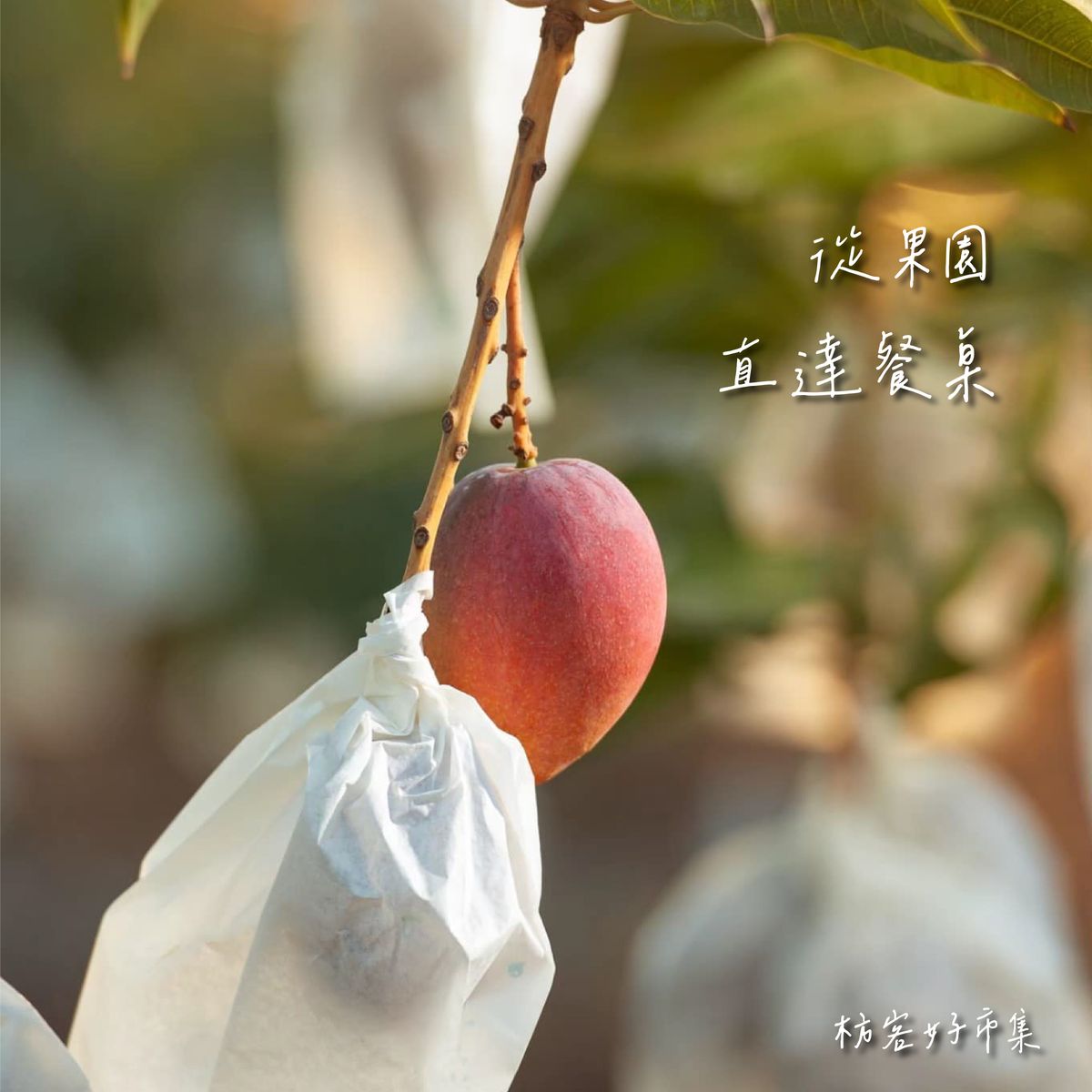 枋寮伴手禮推薦-山海交融間果香滿溢的芳興莊園